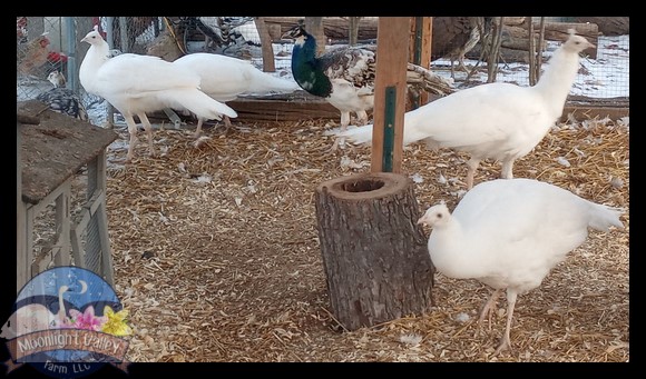 (image for) White Peafowl Yearling